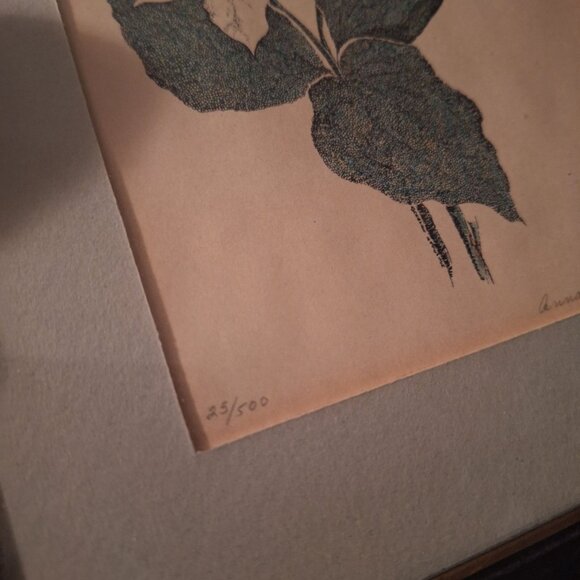Hand Signed Annarae Anderson Print 25 of 500 Botanical Illustration Black Frame - Picture 4 of 4